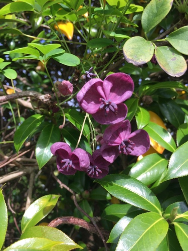 Chocolate vine (Akebia quinata)