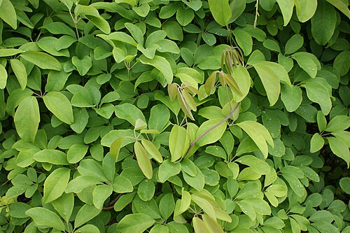 Chocolate vine: Akebia quinata, leaves