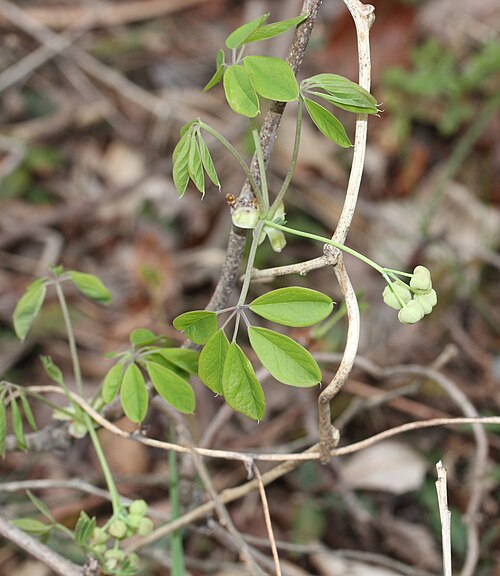 Chocolate vine: Chocolate Vine ( Akebia quinata (Houtt.) Decne. ) in Yumihari Mountains, Toyohashi, Aichi prefecture, Japan