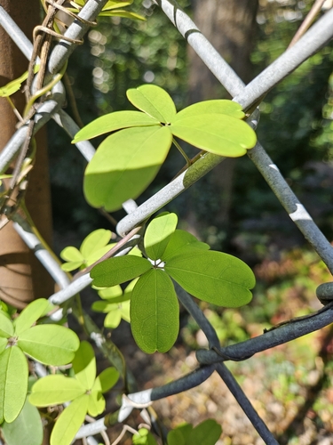 Chocolate vine (Akebia quinata)