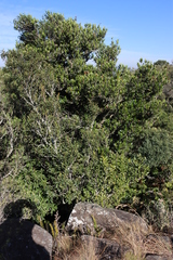 Flametree (Alberta magna)
