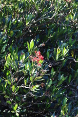Flametree (Alberta magna)