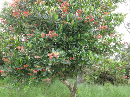 Flametree (Alberta magna)