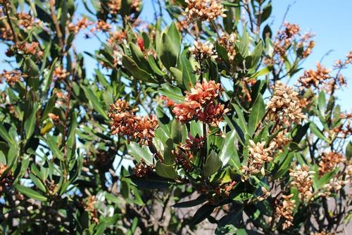 Flametree (Alberta magna)