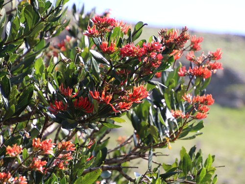 Flametree (Alberta magna)