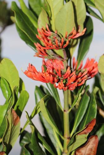 Flametree (Alberta magna)