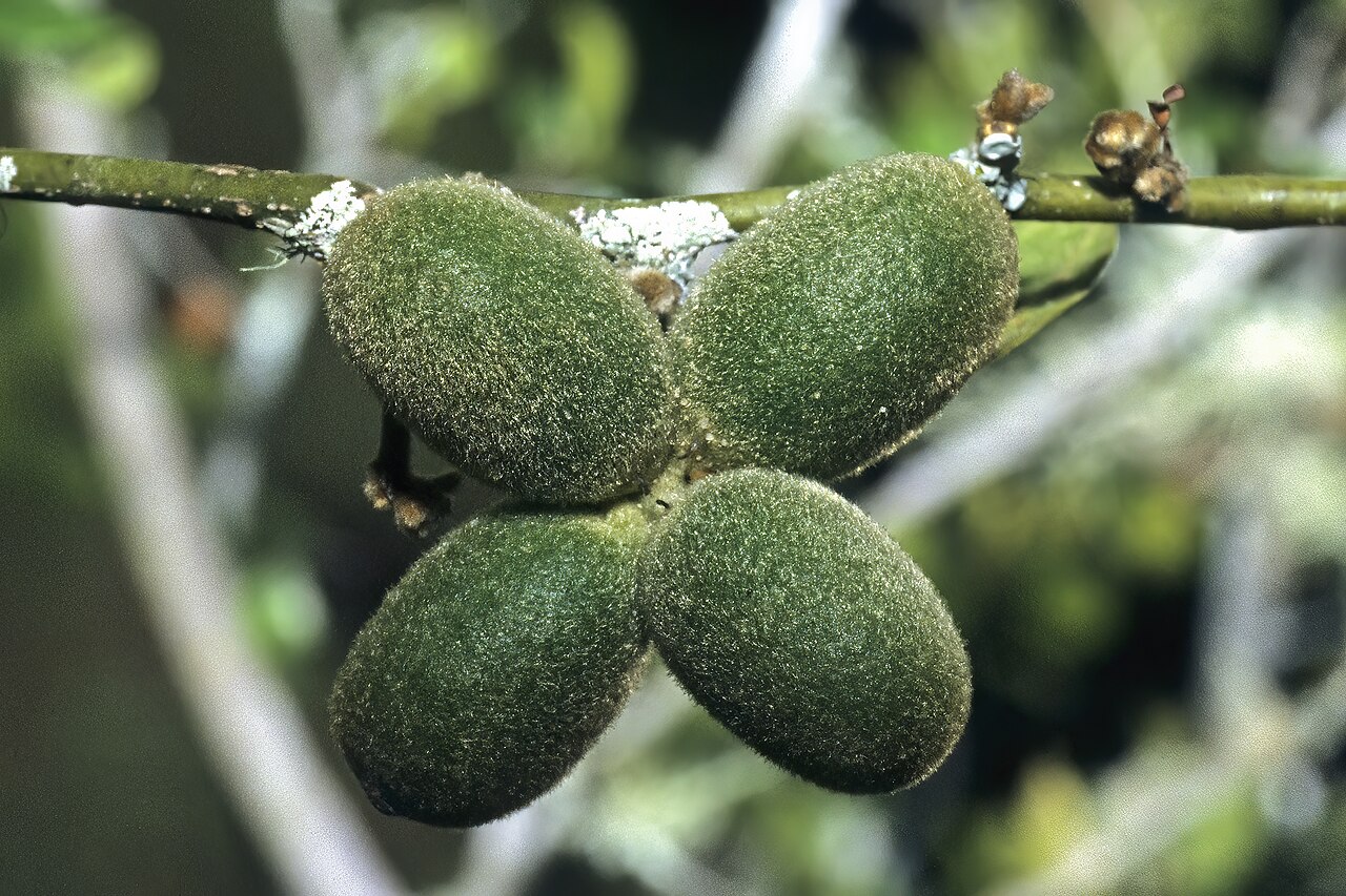 Albertisia delagoensis: Albertisia delagoensis , shoot with developing fruit; Tembe Elephant Park, KwaZulu-Natal, South Africa