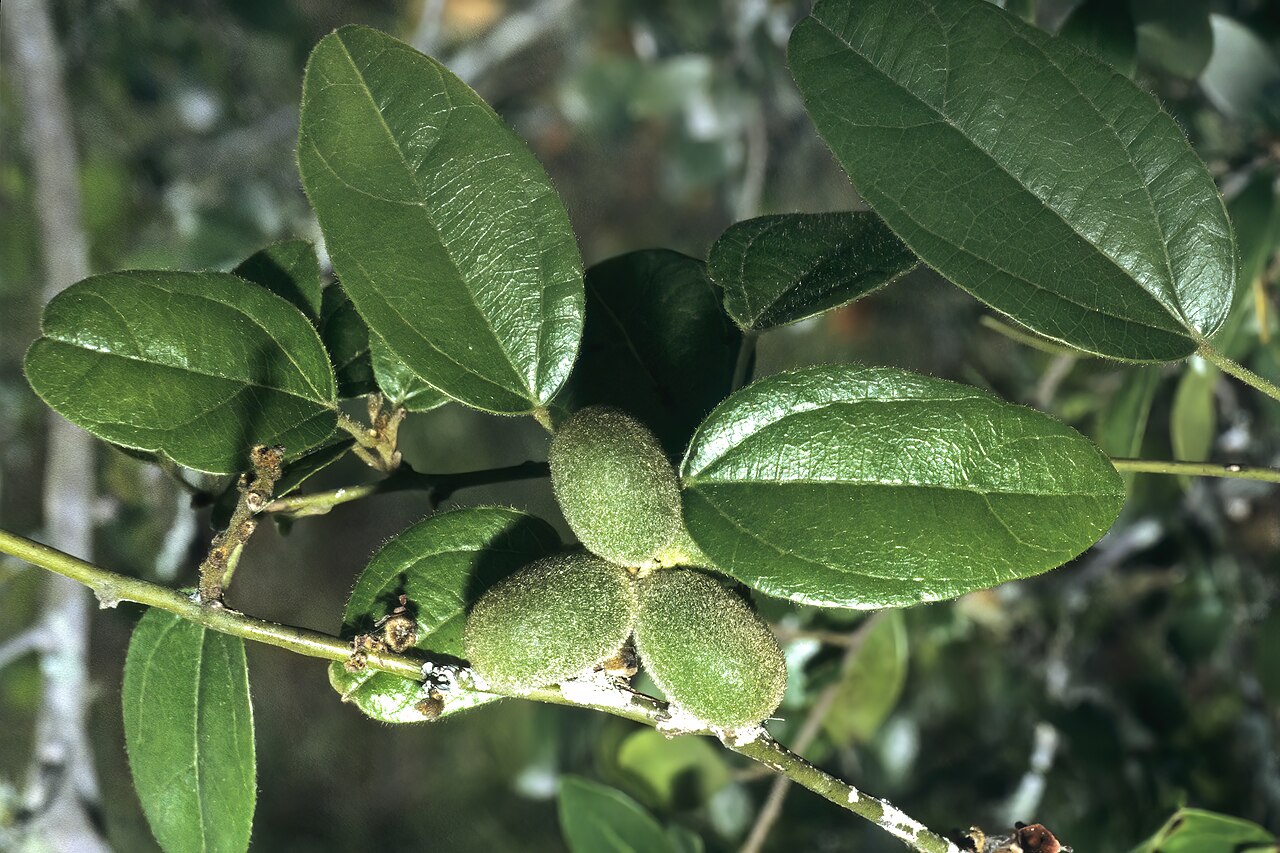 Albertisia delagoensis: Albertisia delagoensis , shoot with leaves and developing fruit; Tembe Elephant Park, KwaZulu-Natal, South Africa