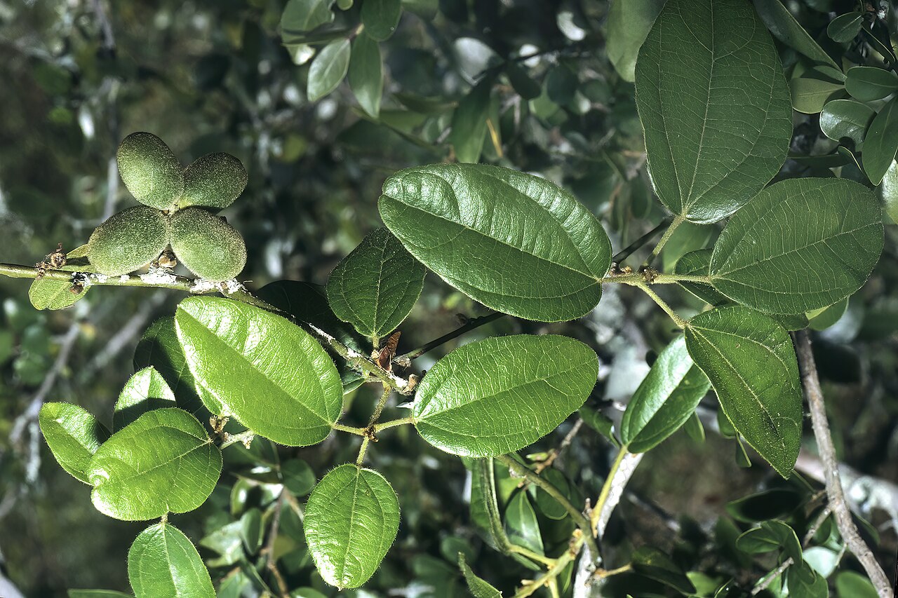Albertisia delagoensis: Albertisia delagoensis , shoot with leaves and developing fruit; Tembe Elephant Park, KwaZulu-Natal, South Africa