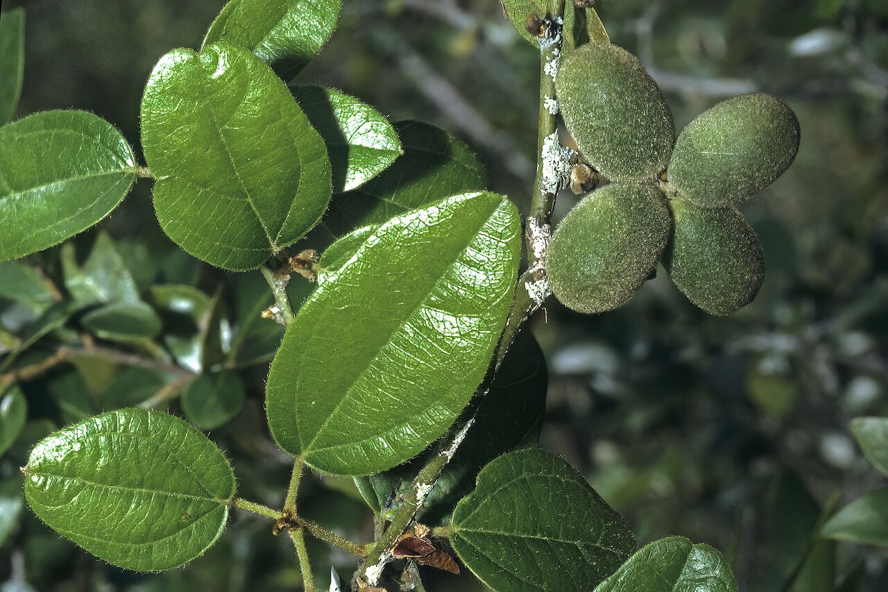 Albertisia delagoensis: Albertisia delagoensis , shoot with leaves and developing fruit; Tembe Elephant Park, KwaZulu-Natal, South Africa