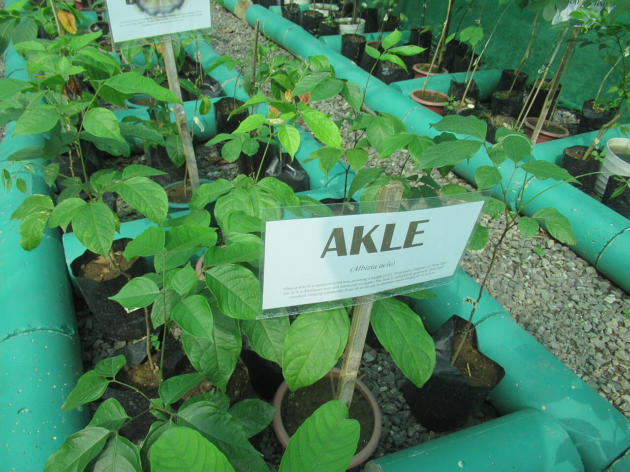 Akle: https://en.wikipedia.org/wiki/Albizia_acle Albizia acle