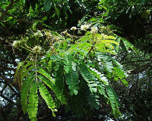 West African albizzia: (en) Albizia adianthifolia , a photography originating of the internet site http://sophy.u-3mrs.fr/ . The accord of the autor, H. Brisse, is here . (fr) Albizia