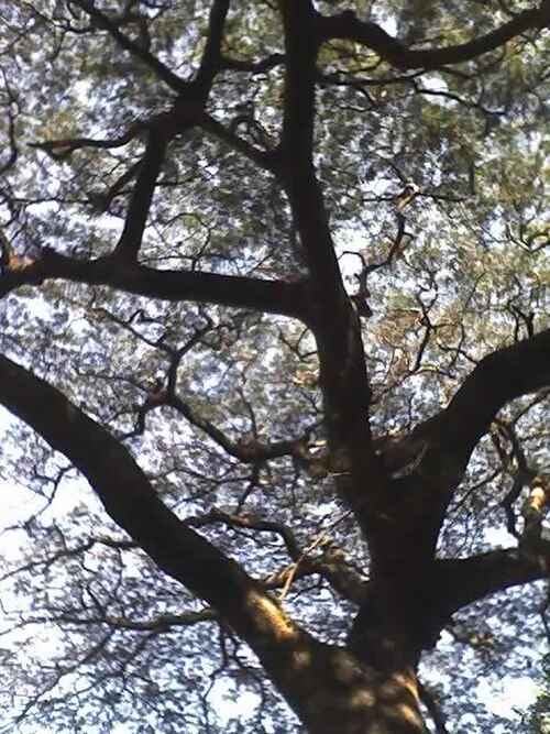West African albizzia: Albizia adianthifolia branches and canopy