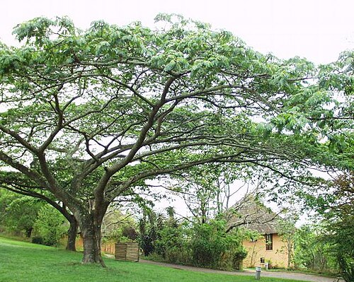 West African albizzia: (en) Albizia adianthifolia , a photography originating of the internet site http://sophy.u-3mrs.fr/ . The accord of the autor, H. Brisse, is here . (fr) Albizia