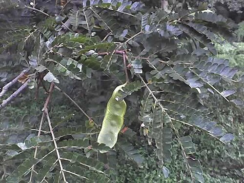 West African albizzia: Albizia adianthifolia leaves and green pod