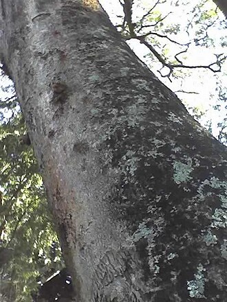 West African albizzia: Stem of Albizia adianthifolia