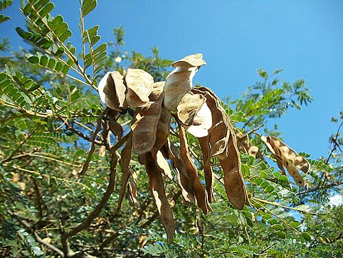 West African albizzia: Mature pods and leaves of Albizia adianthifolia in Amanzimtoti