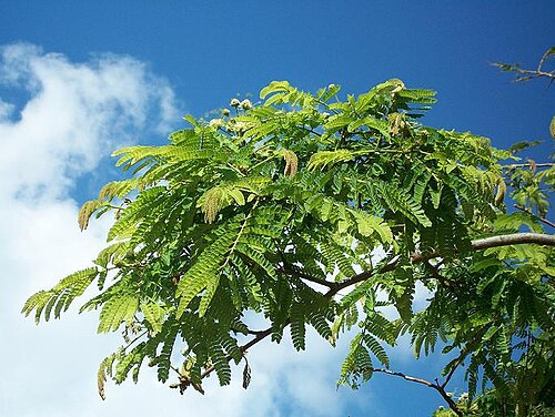 West African albizzia: New foliage and flowers of Albizia adianthifolia in Amanzimtoti