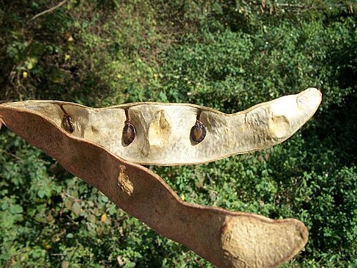 West African albizzia: Open pod of Albizia adianthifolia in Amanzimtoti