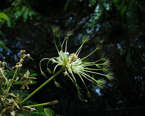 West African albizzia: (en) Albizia adianthifolia , a photography originating of the internet site http://sophy.u-3mrs.fr/ . The accord of the autor, H. Brisse, is here . (fr) Albizia