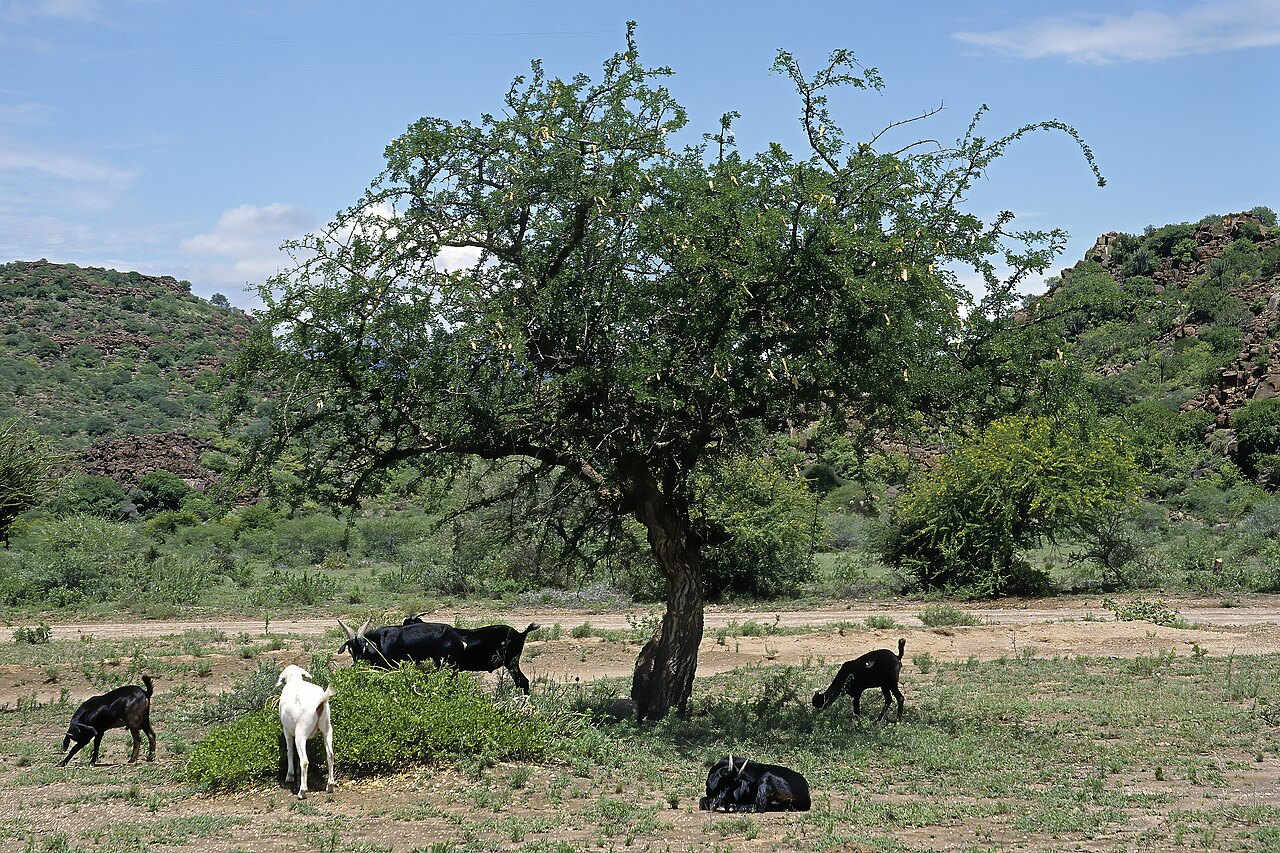 Cherry blossom tree: Albizia anthelmintica , tree in fruit (with goats); plains W of Zeekoegat, Sekhukhuneland, Limpopo, South Africa