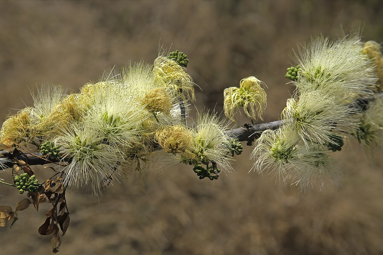Cherry blossom tree: Albizia anthelmintica , flowerheads; Thokane W of Driekop, Sekhukhuneland, Limpopo, South Africa