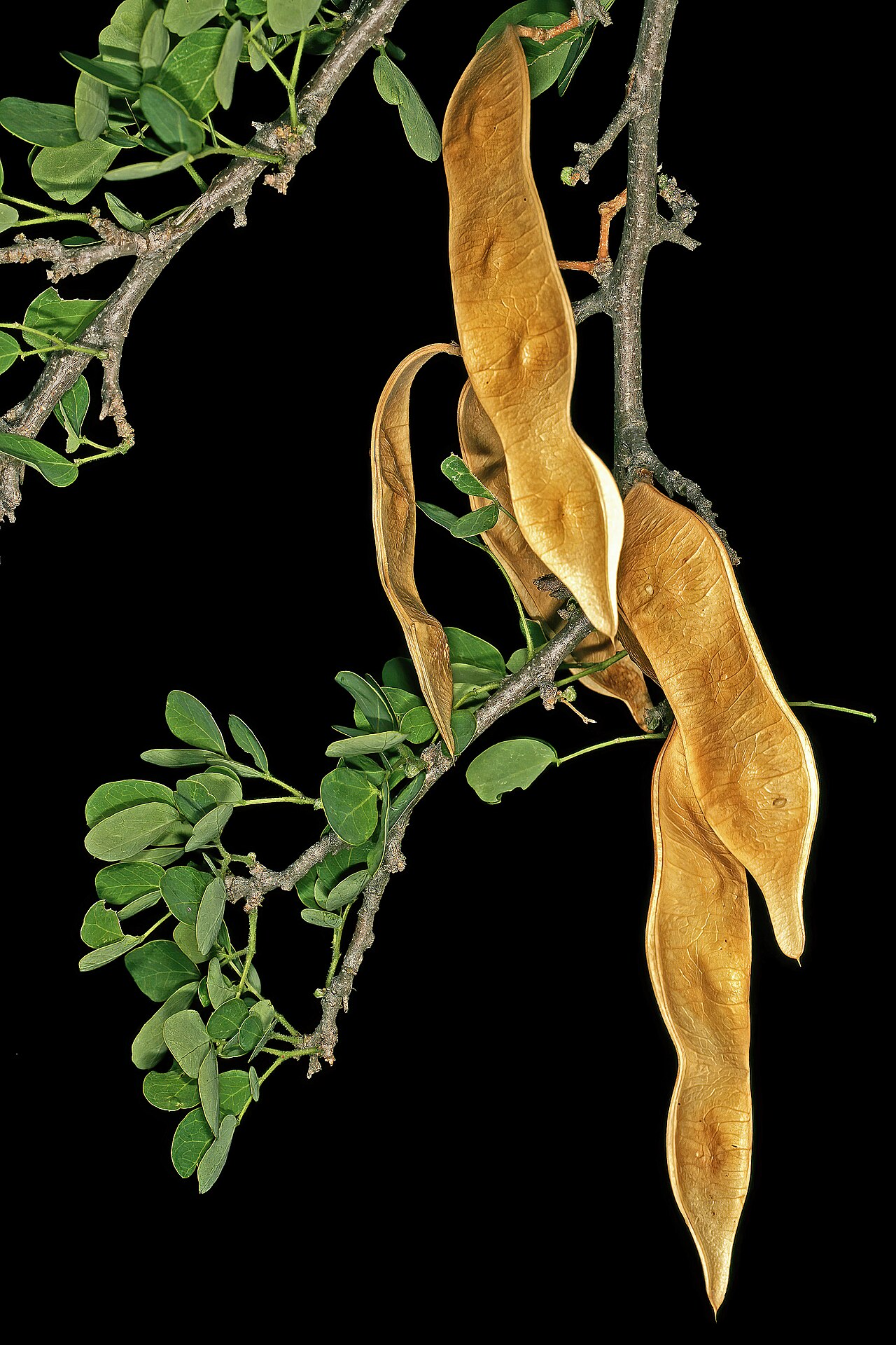 Cherry blossom tree: Albizia anthelmintica , mature pods; Little Mokolodi via Sherwood Ranch, Central District, Botswana