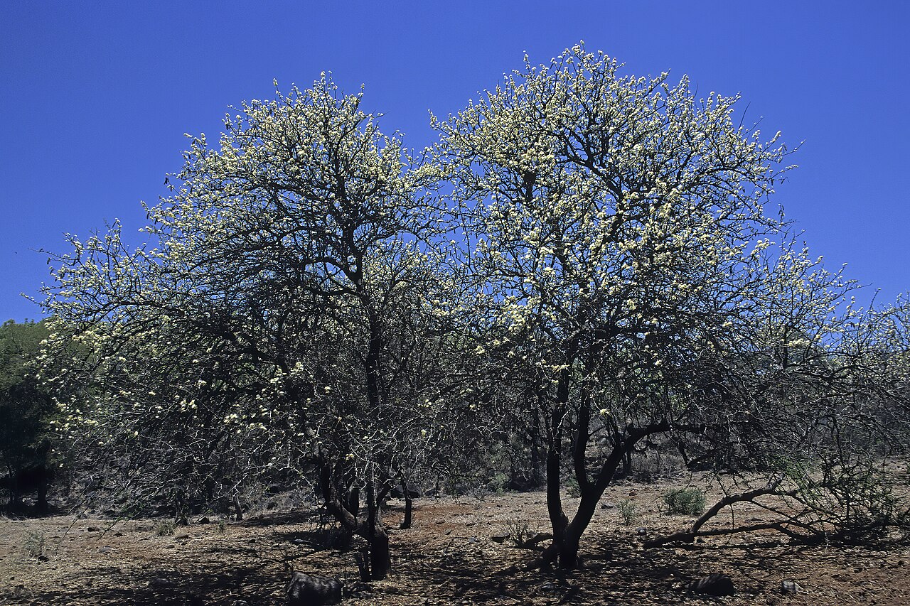 Cherry blossom tree: Albizia anthelmintica , trees in flower; Witgatboom, Burgersfort, Sekhukhuneland, Limpopo, South Africa