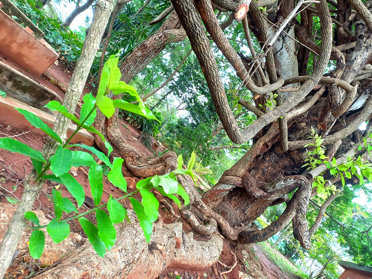 Albizia chevalieri: Extraordinary, Paranormal African Flora...Home to all fauna Intricated, Interwoven Hard Vine-like Branches Dazzling like snakes Mating in the Sunshine