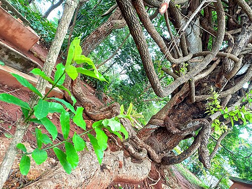 Albizia chevalieri: Extraordinary, Paranormal African Flora...Home to all fauna Intricated, Interwoven Hard Vine-like Branches Dazzling like snakes Mating in the Sunshine
