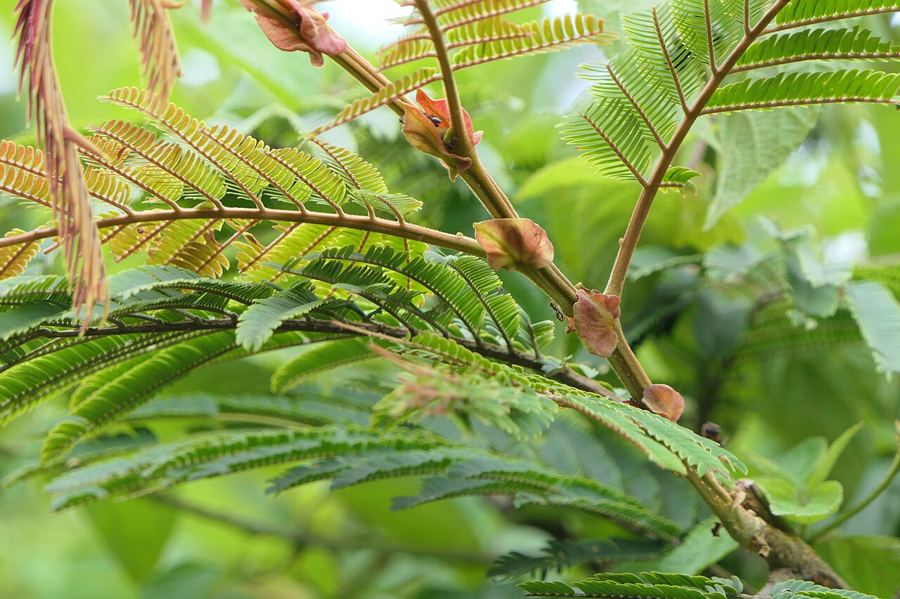 Albizzia chinensis: Albizia chinensis (Osbeck) Merr.