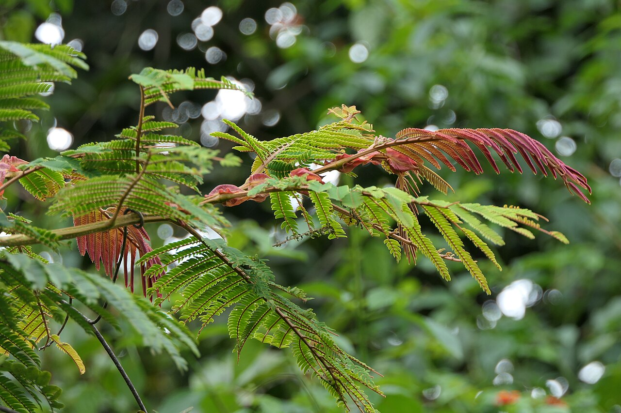 Albizzia chinensis: Albizia chinensis (Osbeck) Merr.
