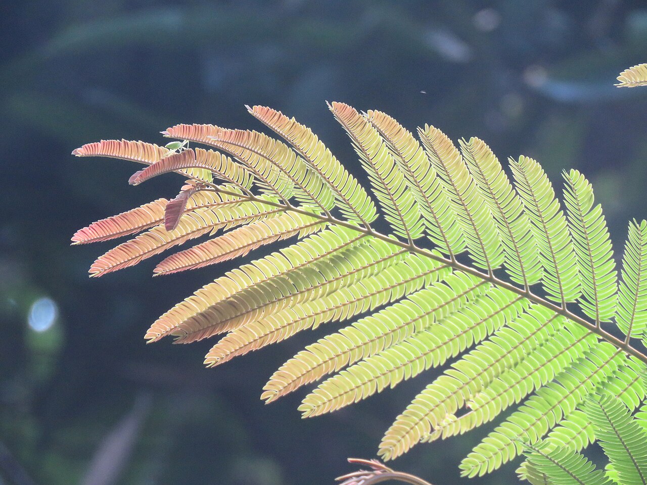 Albizzia chinensis: Photos by Vinayaraj
