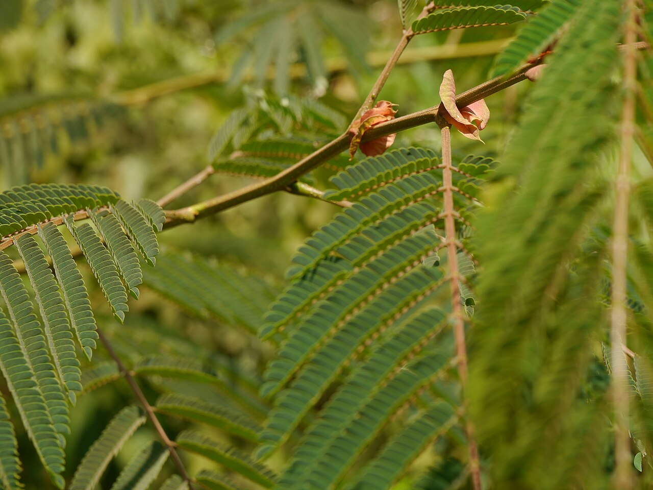 Albizzia chinensis: Albizia chinensis leaves - ഈയൽവാകയുടെ ഇലകൾ