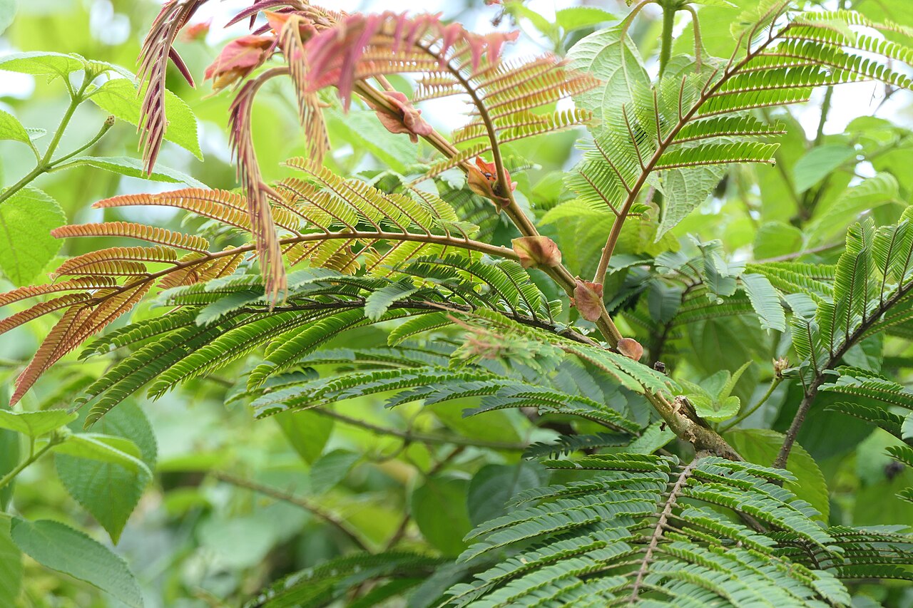 Albizzia chinensis: Albizia chinensis (Osbeck) Merr.