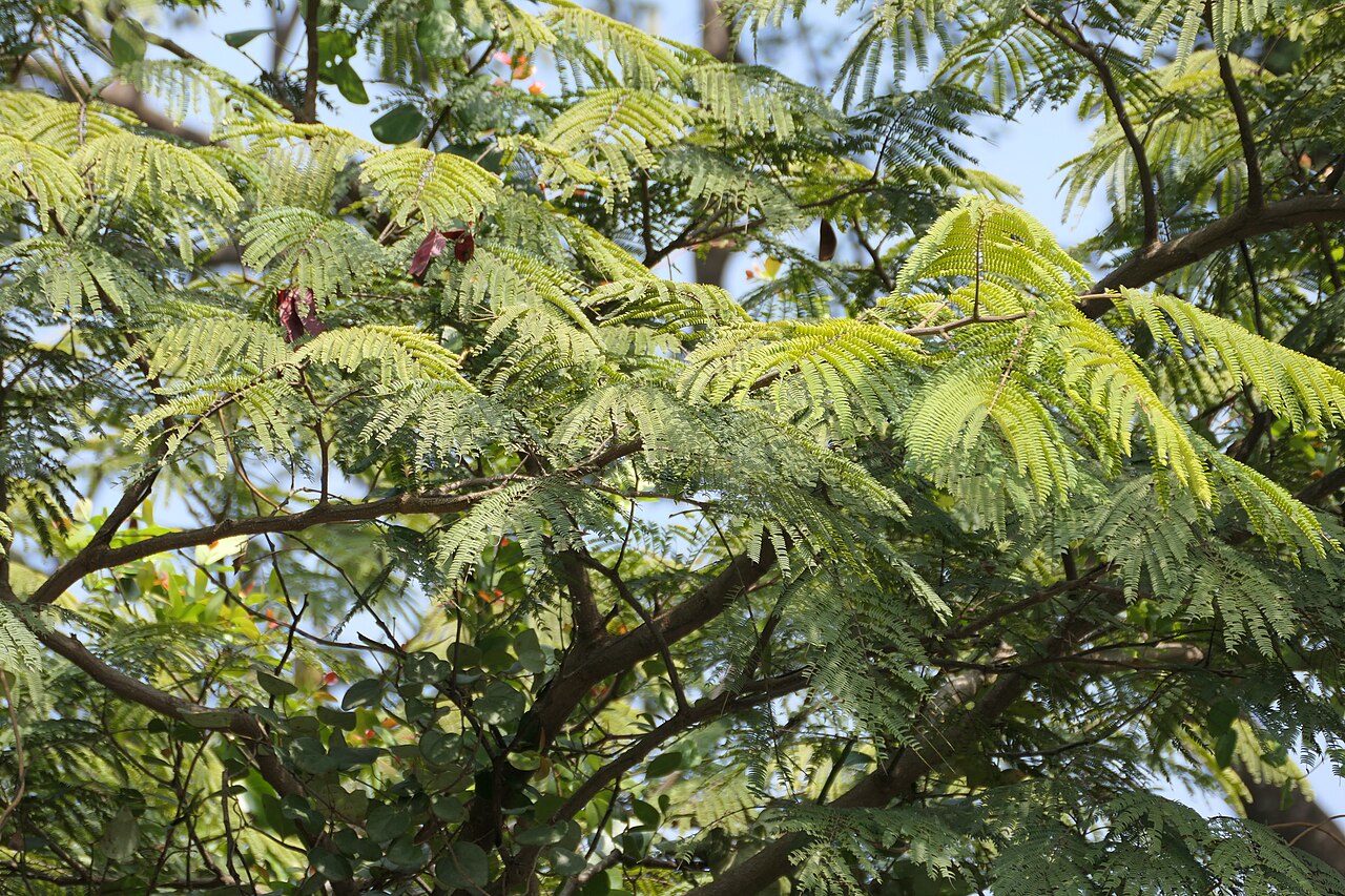 Albizzia chinensis: Albizia chinensis (Osbeck) Merr.
