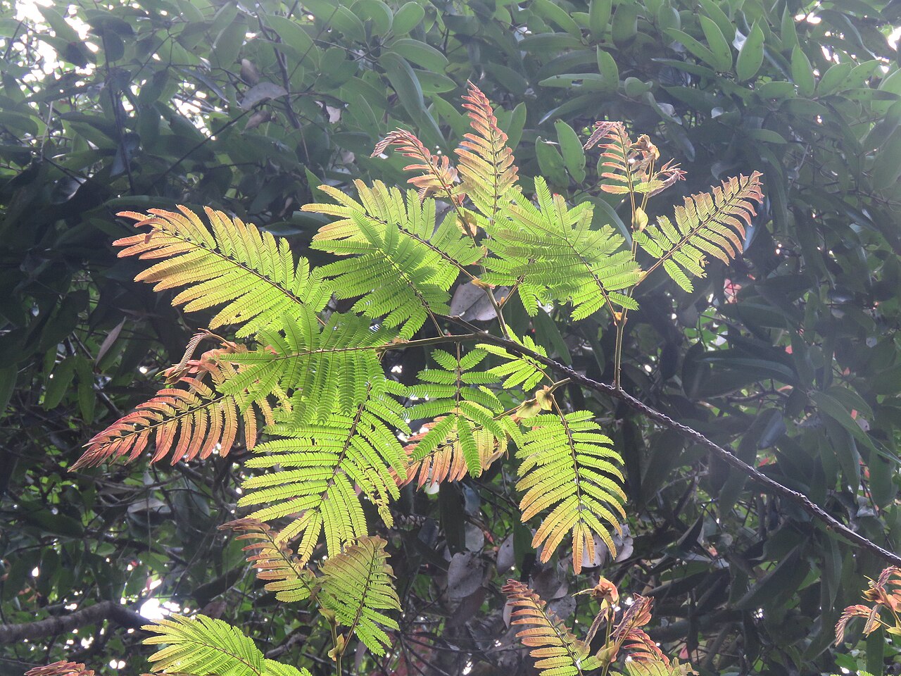 Albizzia chinensis: Photos by Vinayaraj