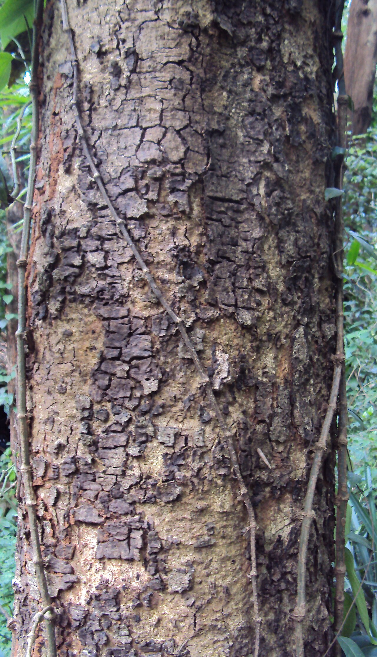 Albizzia chinensis: Albizia chinensis - ഈയൽവാക