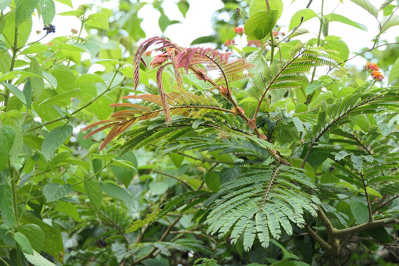 Albizzia chinensis: Albizia chinensis (Osbeck) Merr.