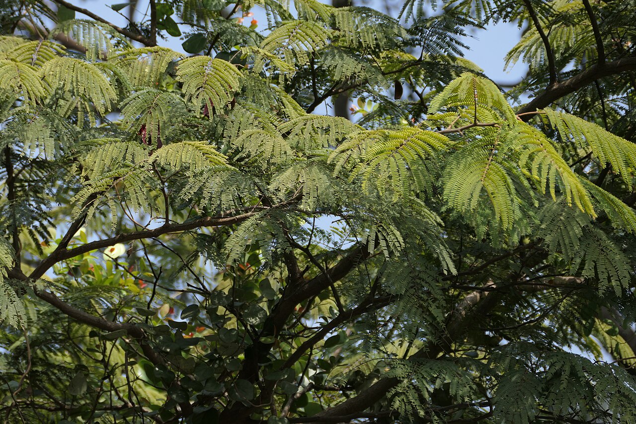 Albizzia chinensis: Albizia chinensis (Osbeck) Merr.