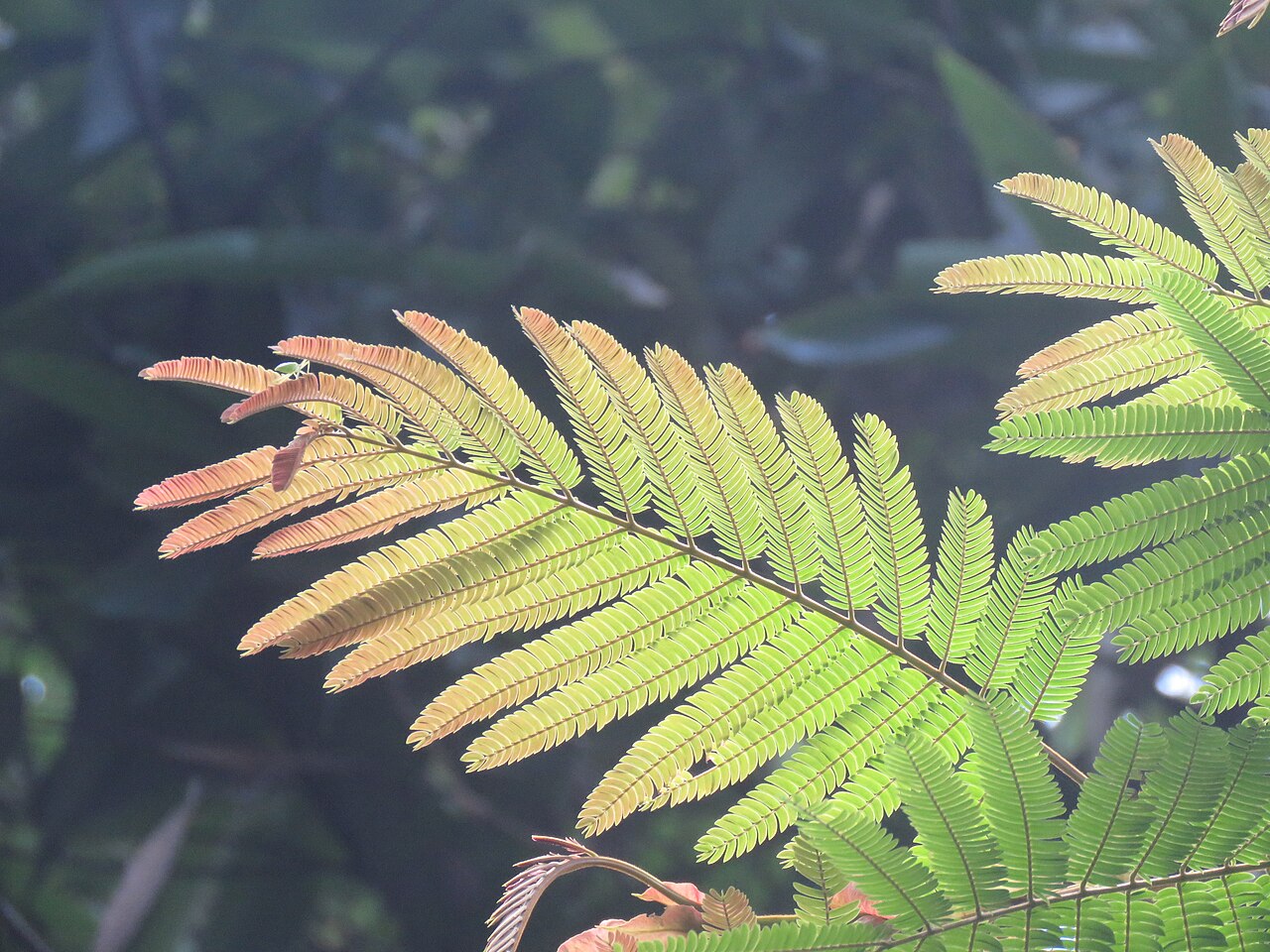 Albizzia chinensis: Photos by Vinayaraj