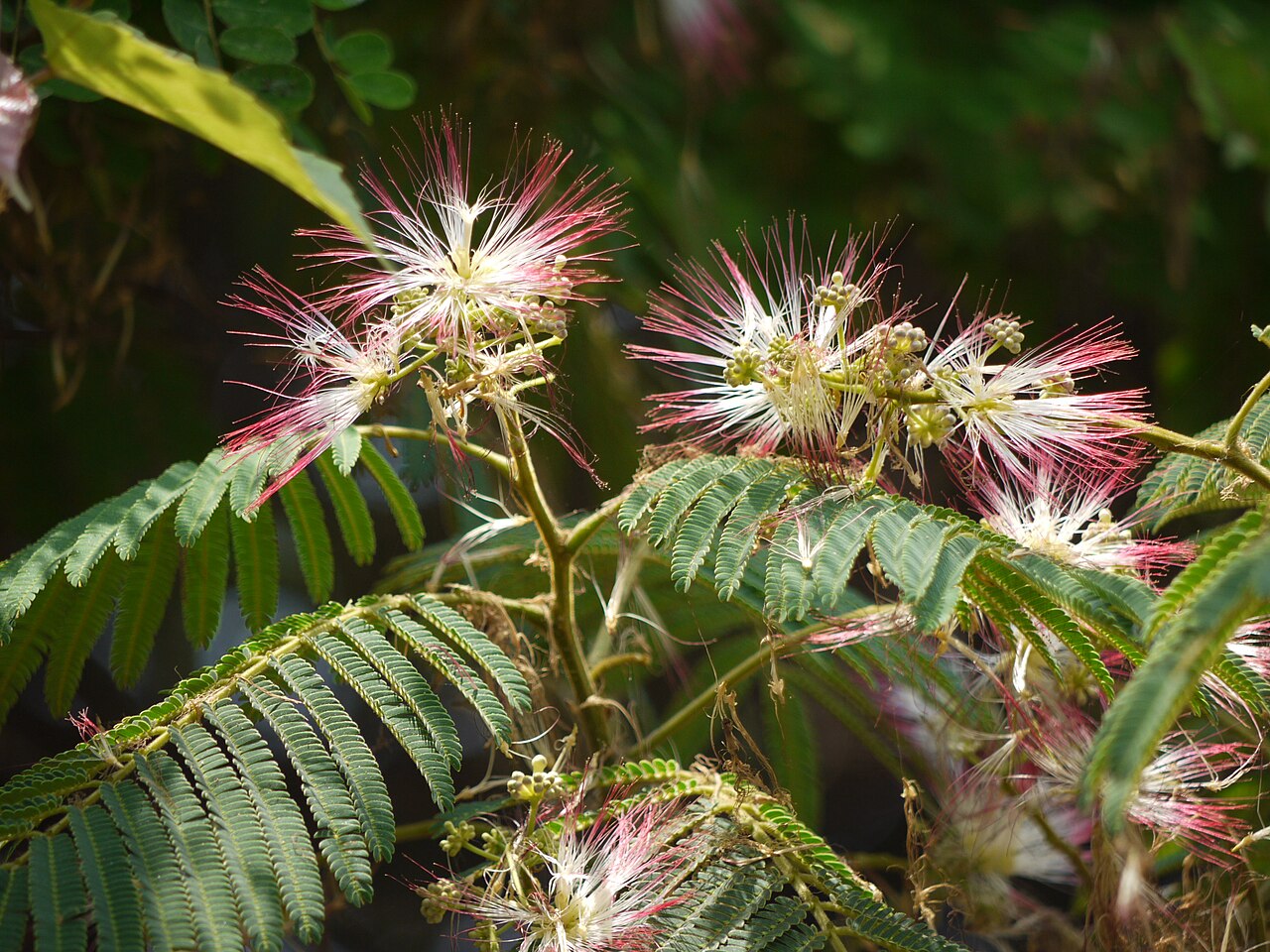 Albizzia chinensis: Fabaceae (pea, or legume family) » Albizia chinensis (Osbeck) Merr. al-BIZ-ee-uh -- named for Filipo del Albizzi, Florentine nobleman ... Dave's Botanary chi-NE