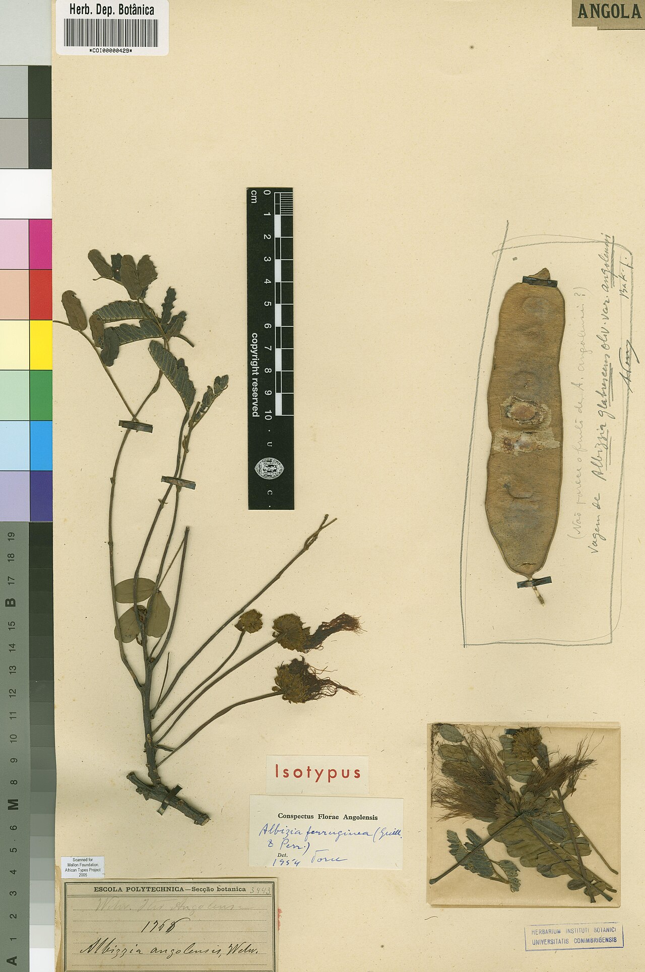 Albizia: Photograph of Isotype of Albizia ferruginea at Herbarium of the University of Coimbra, Portugal (COI). Specimen COI00000429. http://coicatalogue.uc.pt/specimen/