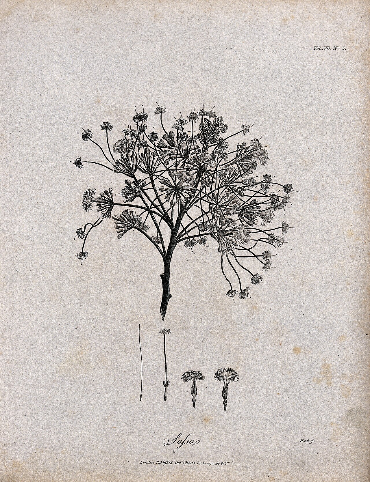 Albizia gummifera: Mupambangoma plant (Albizia gummifera): flowering stem with floral segments. Line engraving by C. Heath, c. 1804. Iconographic Collections Keywords: James Bruce