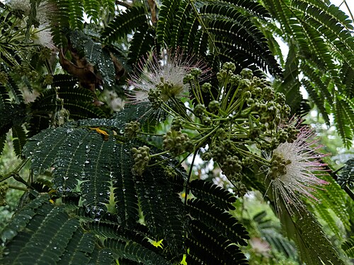Silktree: Albizia julibrissin , photographed in Central China Normal University, Wuhan, Hubei Province, China
