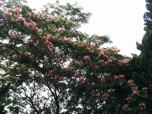 Silktree: Albizia julibrissin , photographed in Central China Normal University, Wuhan, Hubei Province, China