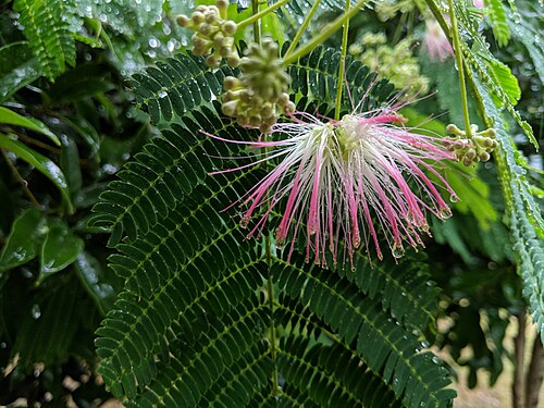 Silktree: Albizia julibrissin , photographed in Central China Normal University, Wuhan, Hubei Province, China