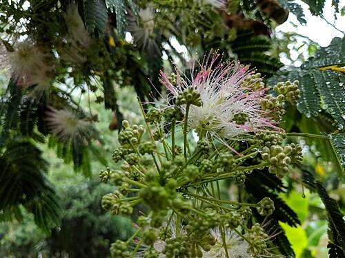 Silktree: Albizia julibrissin , photographed in Central China Normal University, Wuhan, Hubei Province, China