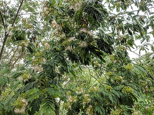 Silktree: Albizia julibrissin , photographed in Central China Normal University, Wuhan, Hubei Province, China
