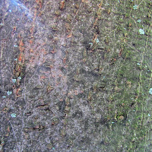 Silktree: Albizia julibrissin bark, Belgrade